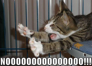 Cat Screaming No Win Cat Screaming No Win